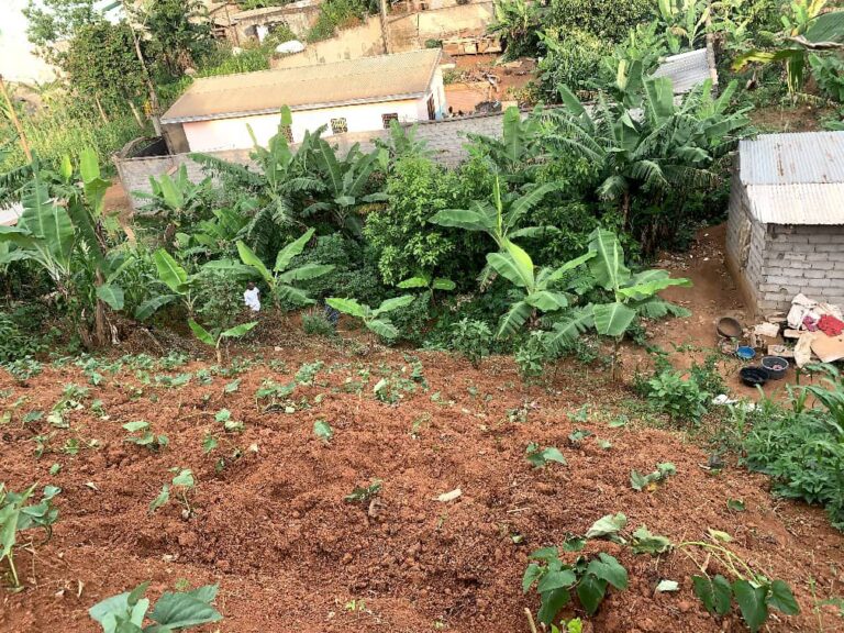 Cameroun : Un nouveau souffle pour l’agroforesterie